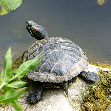 La Regione Sardegna individua i primi centri di raccolta delle tartarughe palustri americane Trachemys scripta